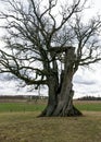 Kanepu oak, which is the second thickest oak in Latvia and the Baltics, with a circumference of 9.4 m, JÃârcÃâni parish, Latvia Royalty Free Stock Photo